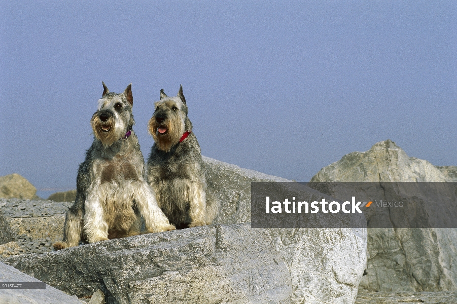 Pareja de Schnauzer (Canis familiaris) estándar sentado en las rocas