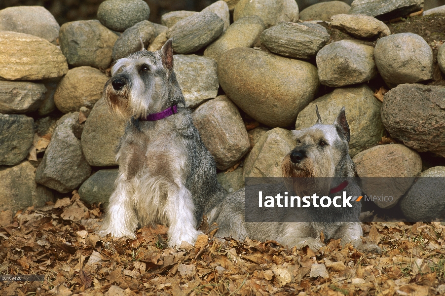 Estándar par de Schnauzer (Canis familiaris) en hojas caídas frente a cerca de piedra