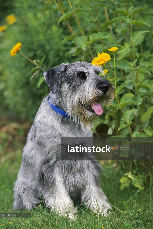 Schnauzer estándar (Canis familiaris) con orejas naturales, sentado