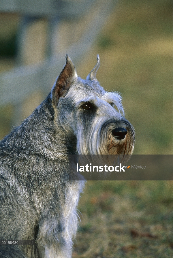 Retrato de Schnauzer (Canis familiaris) estándar