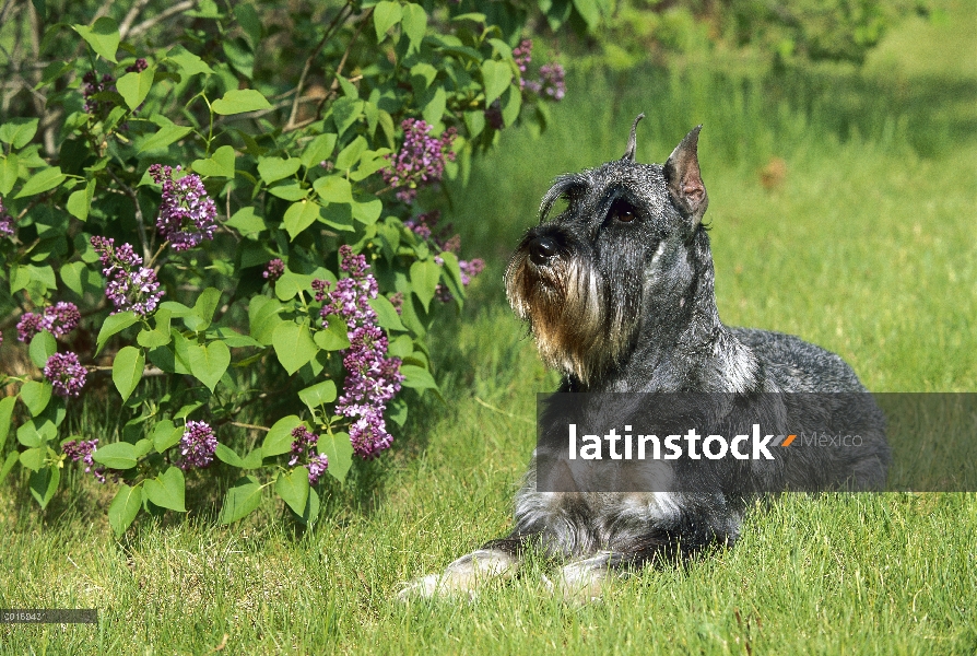 Schnauzer estándar (Canis familiaris) tendido en el césped al lado de bush lila