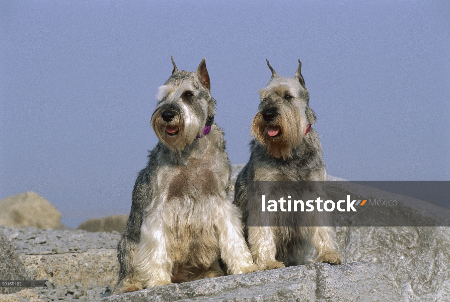 Pareja de Schnauzer (Canis familiaris) estándar sentado en roca