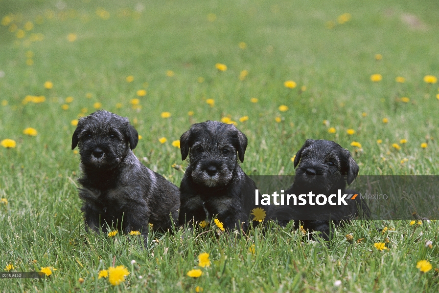 Estándar cachorros de Schnauzer (Canis familiaris) tres en césped con diente de León