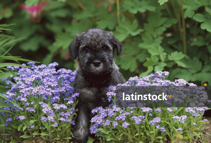 Cachorro de Schnauzer (Canis familiaris) estándar en medio de flores de nomeolvides