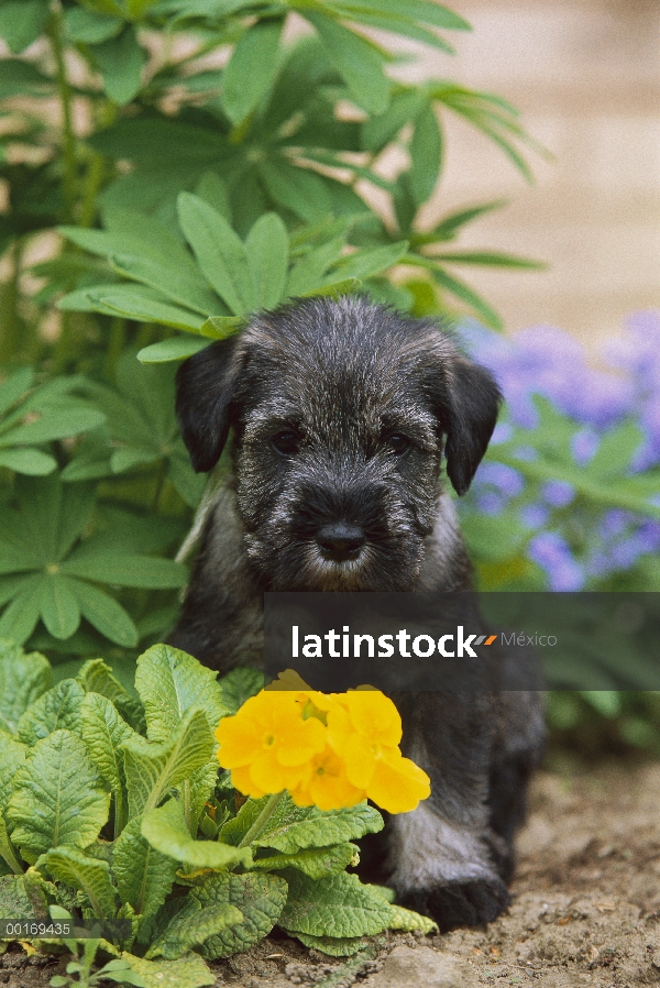 Cachorro de Schnauzer (Canis familiaris) estándar en jardín con amarillo prímula