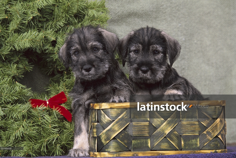 Standard Schnauzer (Canis familiaris) dos cachorros en canasta al lado de una corona de Navidad