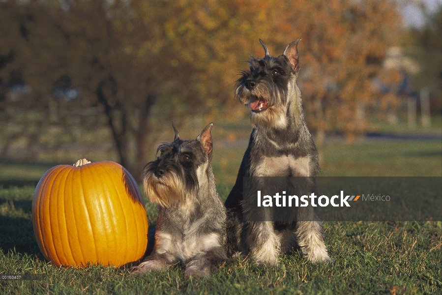 Pareja de Schnauzer (Canis familiaris) estándar junto a la calabaza