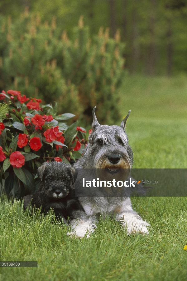 Standard Schnauzer (Canis familiaris) adulto y cachorro tendido en la hierba debajo de flores de imp