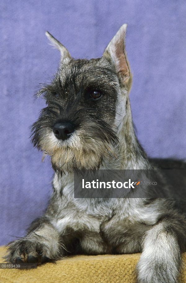 Retrato de cachorro Schnauzer (Canis familiaris) estándar