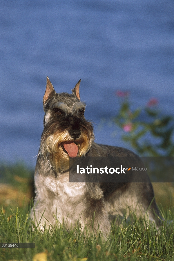 Schnauzer miniatura (Canis familiaris) en pasto