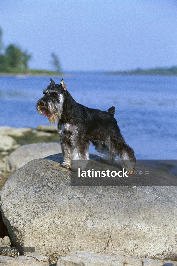 Schnauzer miniatura (Canis familiaris) en rocas