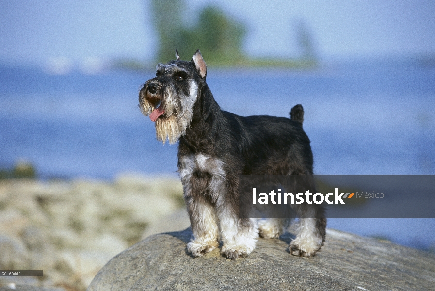 Schnauzer miniatura (Canis familiaris) en rocas