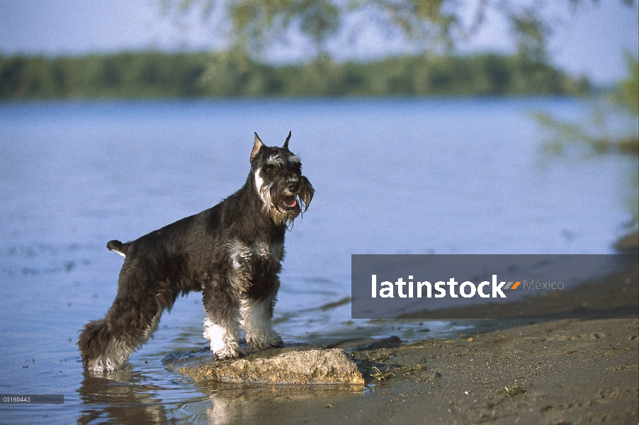 Schnauzer miniatura (Canis familiaris) en aguas poco profundas