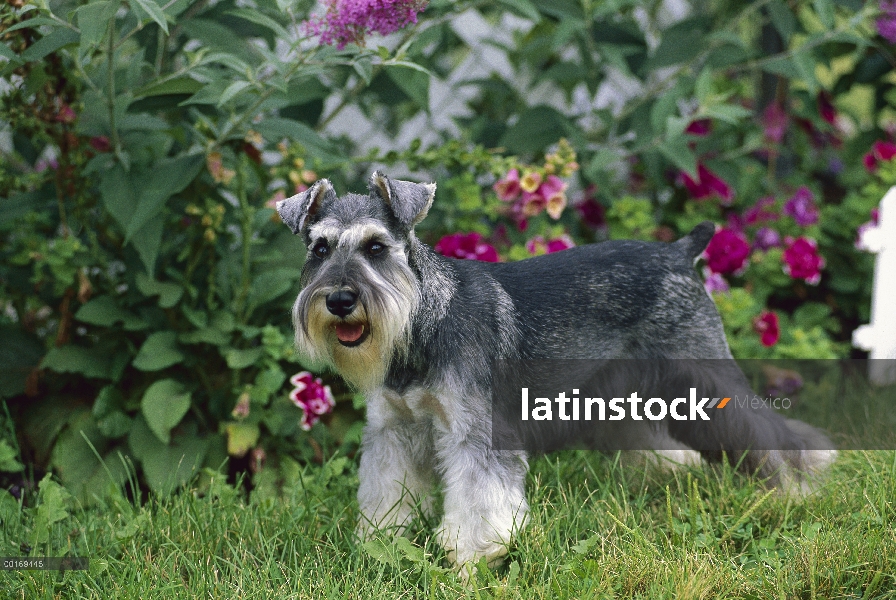 Schnauzer miniatura (Canis familiaris) en jardín con orejas naturales