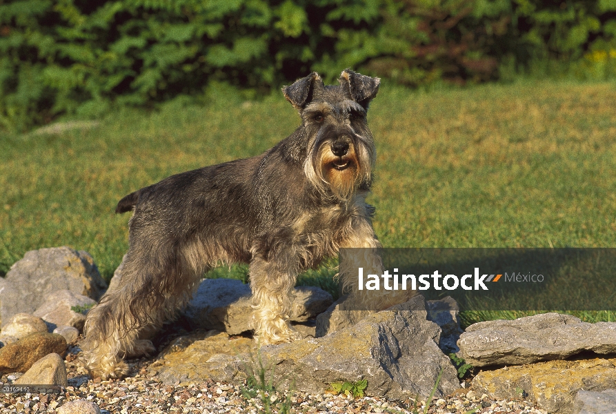 Schnauzer miniatura (Canis familiaris) orejas naturales sobre las rocas