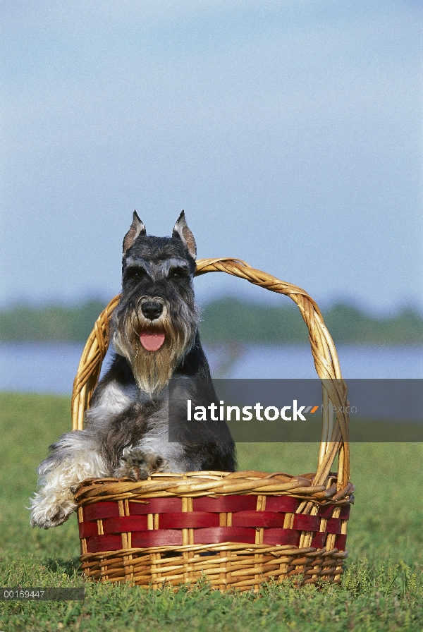 Schnauzer miniatura (Canis familiaris) en la cesta