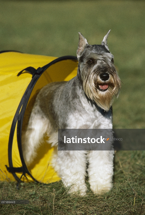 Schnauzer miniatura (Canis familiaris) de pie en el túnel del juego