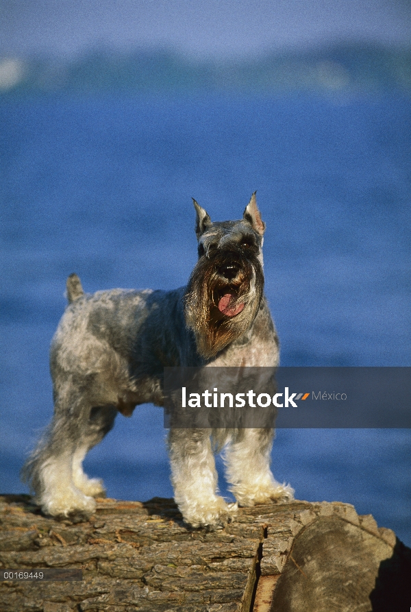 Schnauzer miniatura (Canis familiaris) en registro cerca del agua