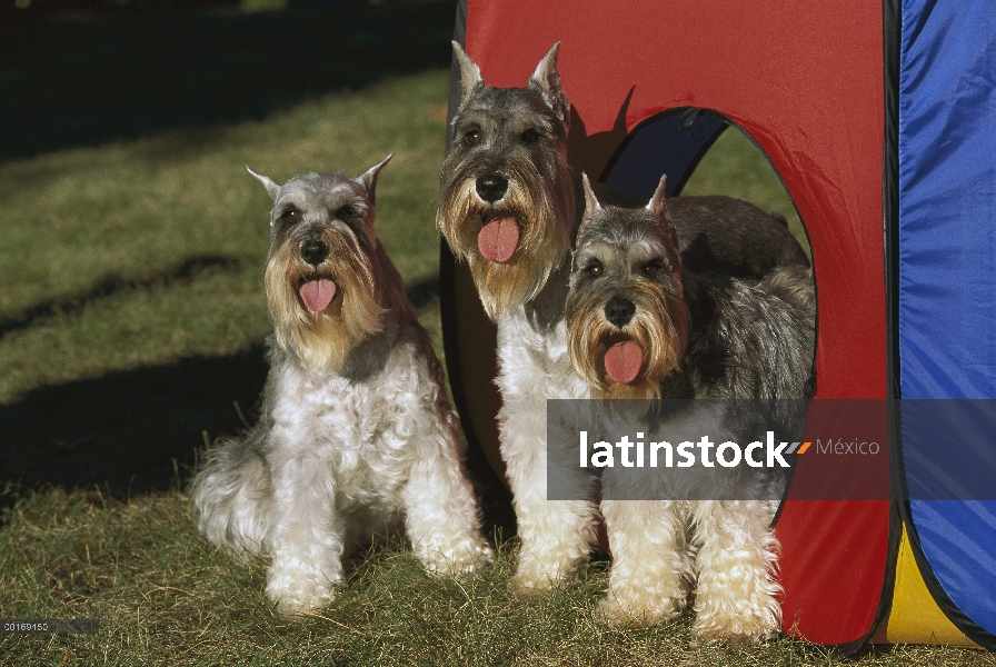 Schnauzer miniatura (Canis familiaris) grupo de tres en la casa del juego