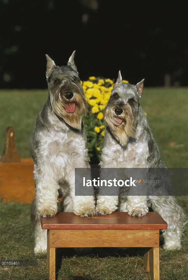 Pie de par de Schnauzer miniatura (Canis familiaris) en heces