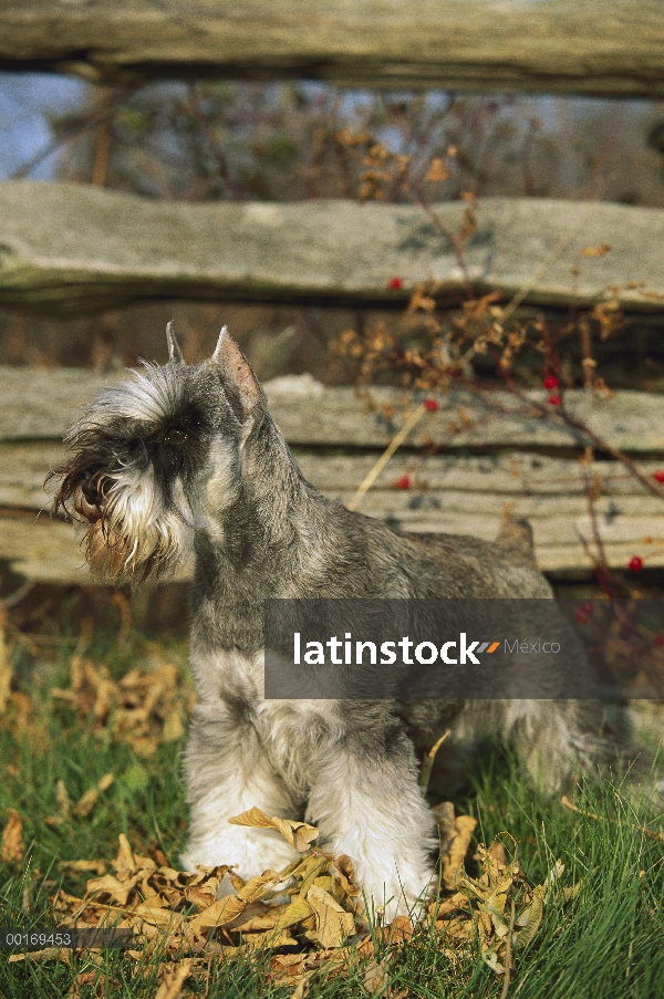 Schnauzer miniatura (Canis familiaris) en hojas caídas de otoño