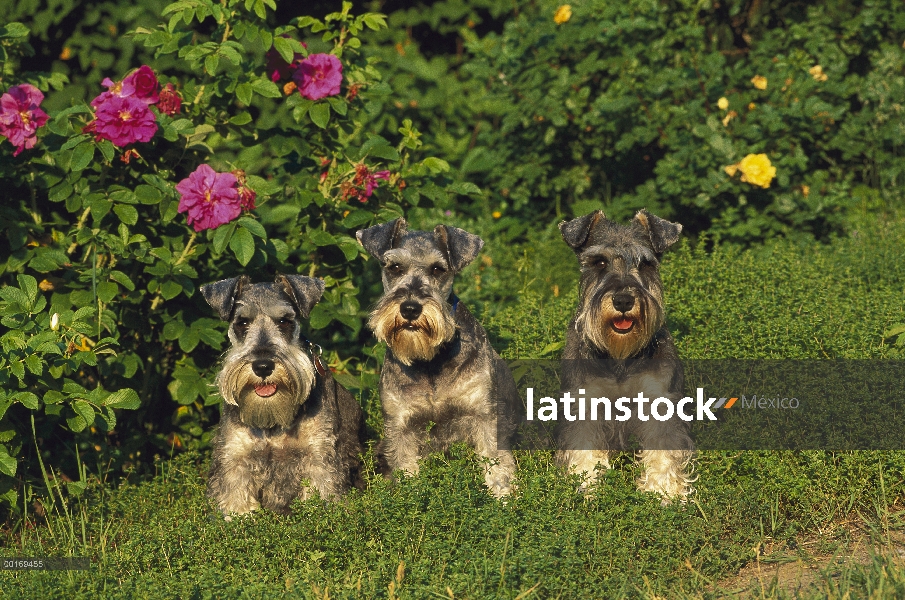 Schnauzer miniatura (Canis familiaris) grupo de tres con orejas naturales