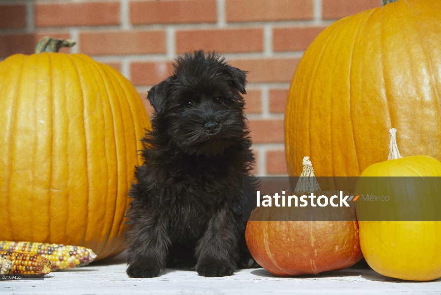 Cachorro de Schnauzer miniatura (Canis familiaris) sentado con calabazas