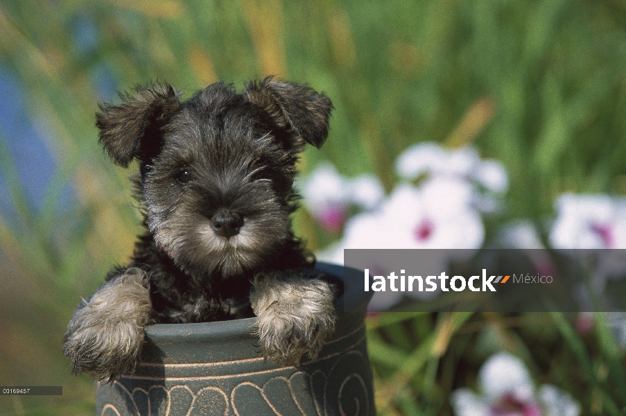 Cachorro de Schnauzer miniatura (Canis familiaris) leerlo en pote