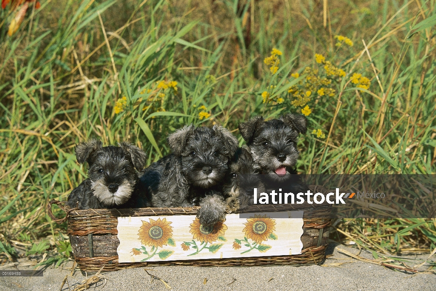 Cuatro cachorros de Schnauzer miniatura (Canis familiaris) en la cesta