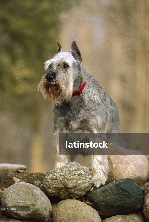 Schnauzer estándar (Canis familiaris) en rocas