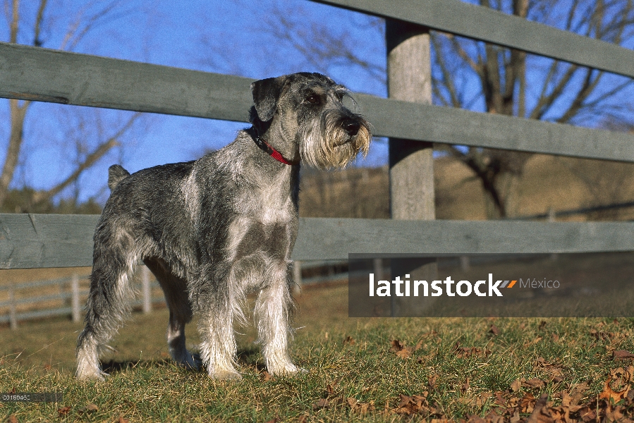 Schnauzer estándar (Canis familiaris) de pie junto a la cerca con orejas naturales