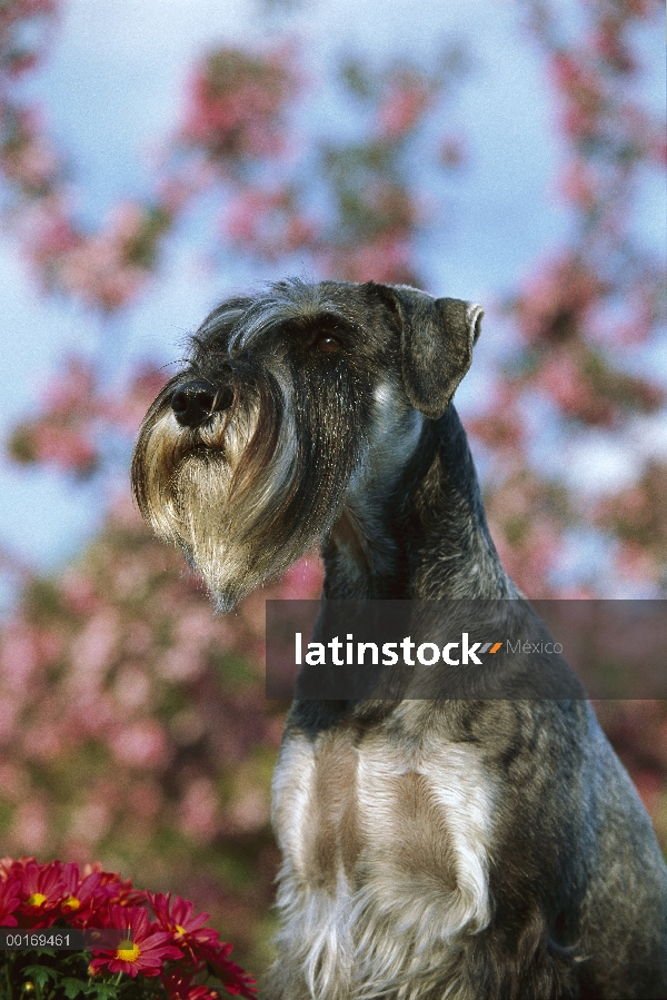 Retrato de Schnauzer (Canis familiaris) estándar con orejas naturales