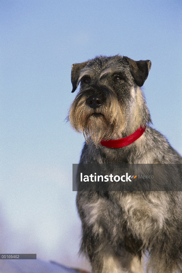 Retrato de Schnauzer (Canis familiaris) estándar con orejas naturales