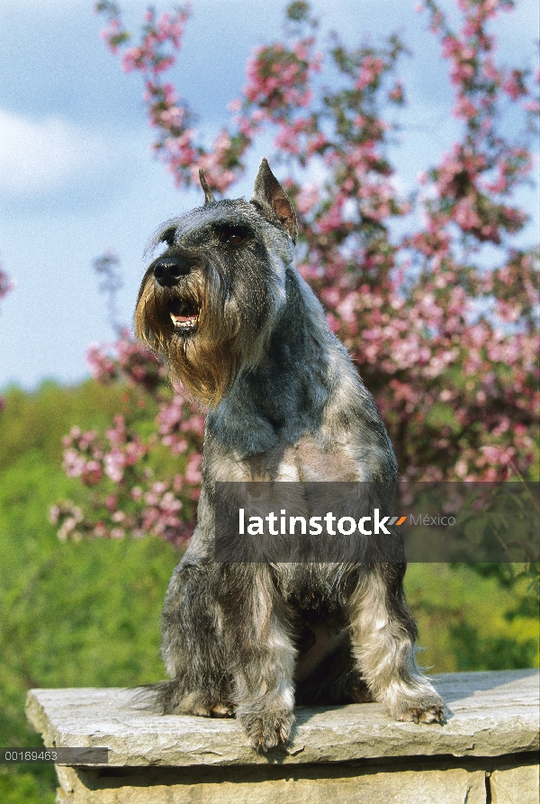 Schnauzer estándar (Canis familiaris) sentado en la valla de piedra