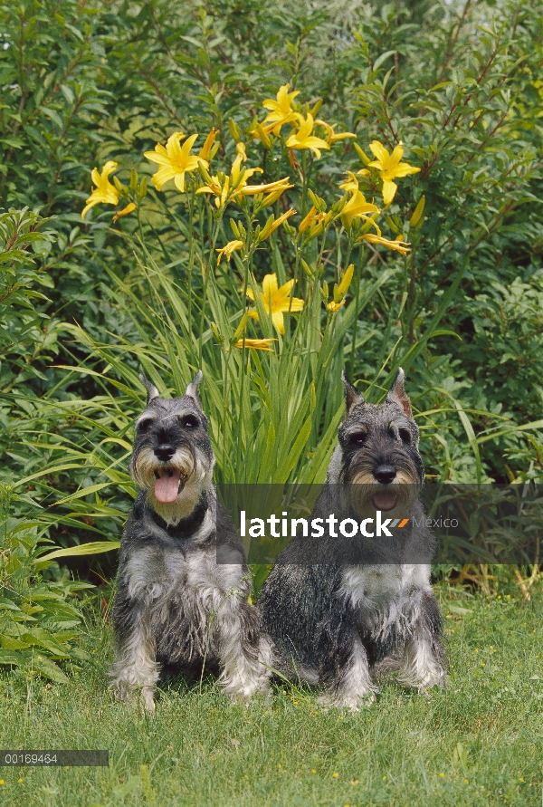 Estándar par de Schnauzer (Canis familiaris) sentado en la hierba frente a flores