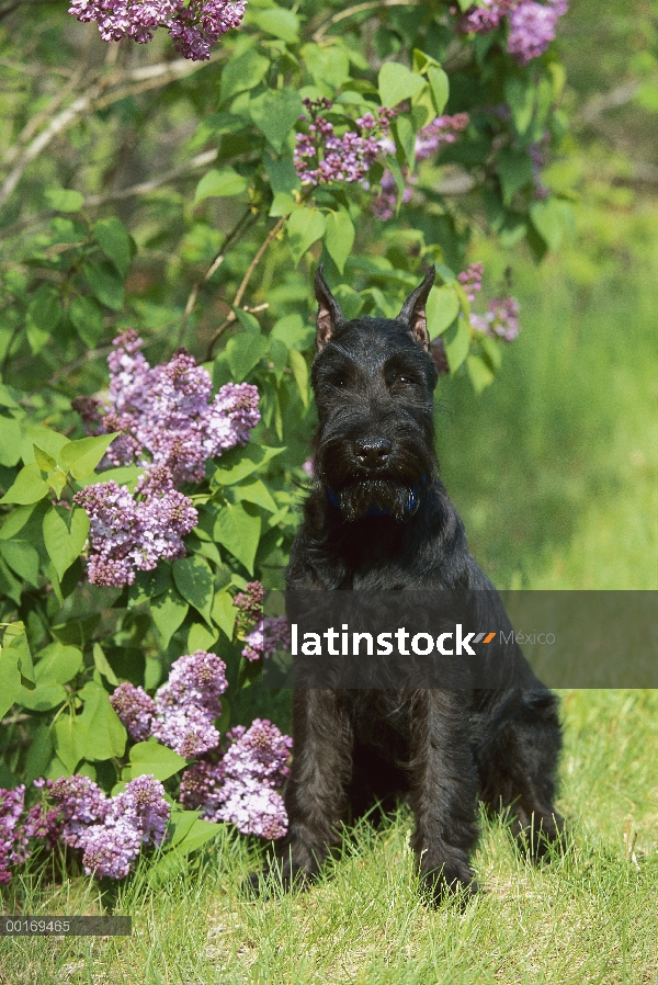 Cachorro de Schnauzer (Canis familiaris) estándar sentado al lado de lilacs