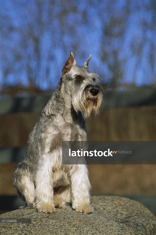 Schnauzer estándar (Canis familiaris) sentado en la roca