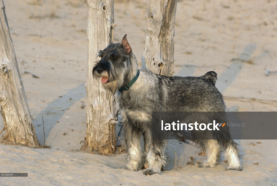 Schnauzer estándar (Canis familiaris) en arena