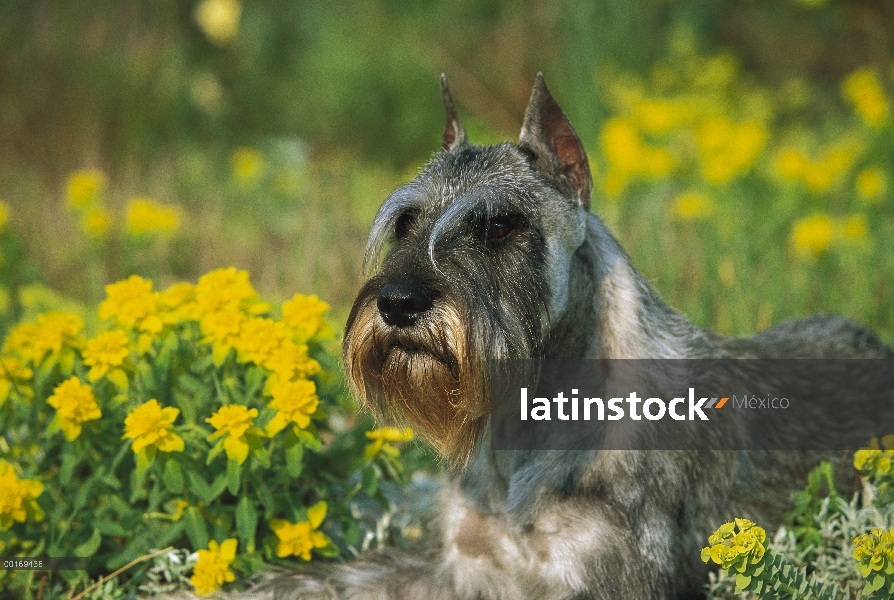 Schnauzer estándar (Canis familiaris) tendido en la cama de flor