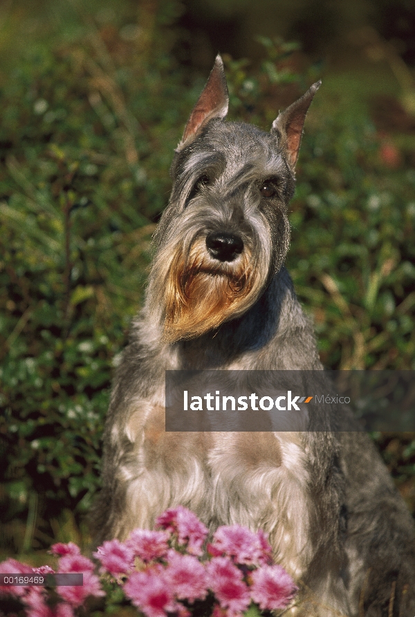 Retrato de Schnauzer (Canis familiaris) estándar