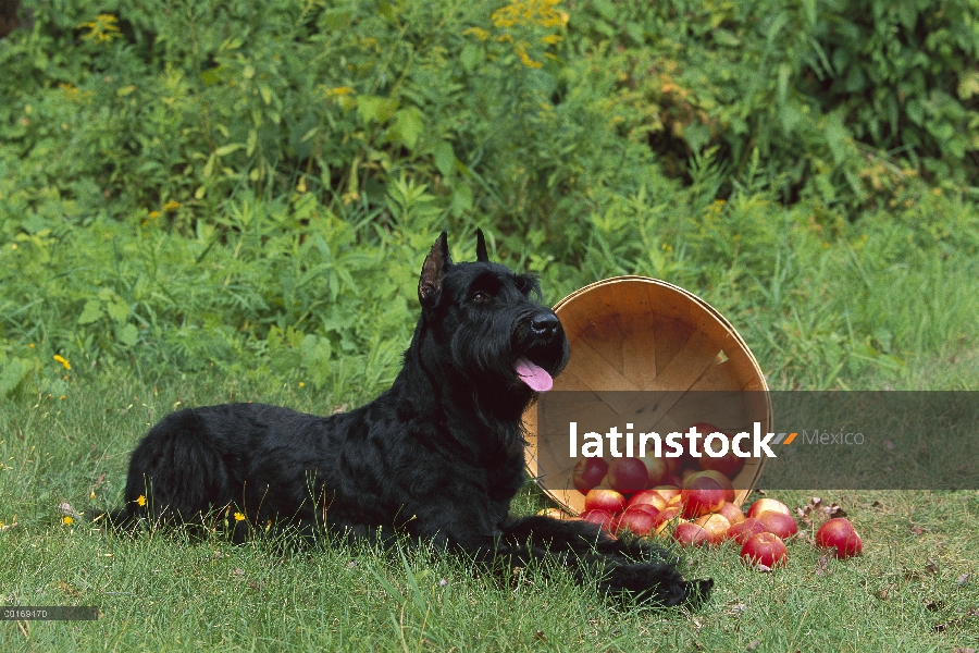 Schnauzer gigante (Canis familiaris) con bushell de manzanas derramadas