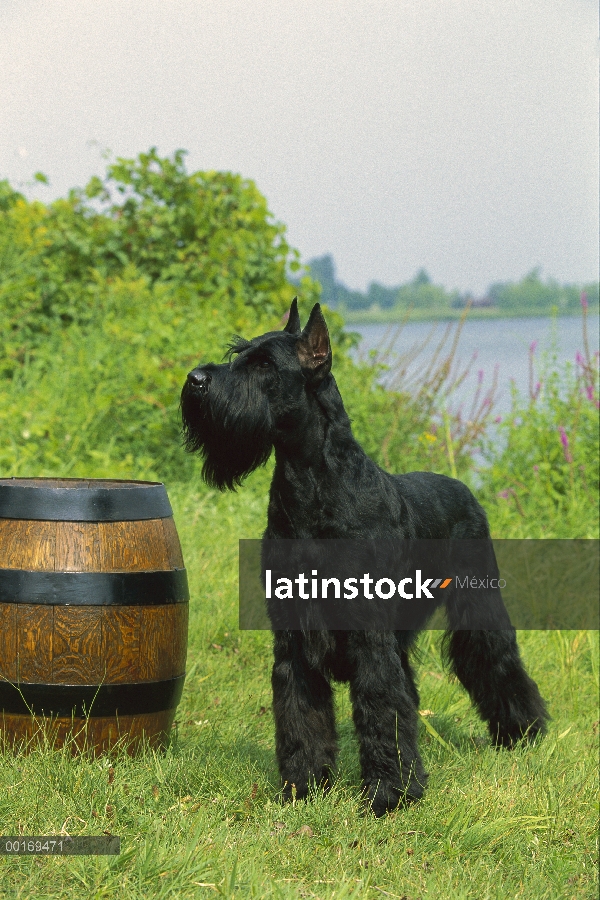 Schnauzer gigante (Canis familiaris) de pie junto al barril