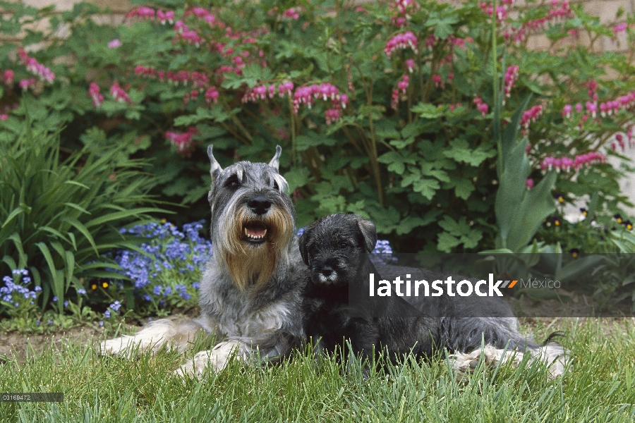 Estándar adulto Schnauzer (Canis familiaris) y el perrito en pasto