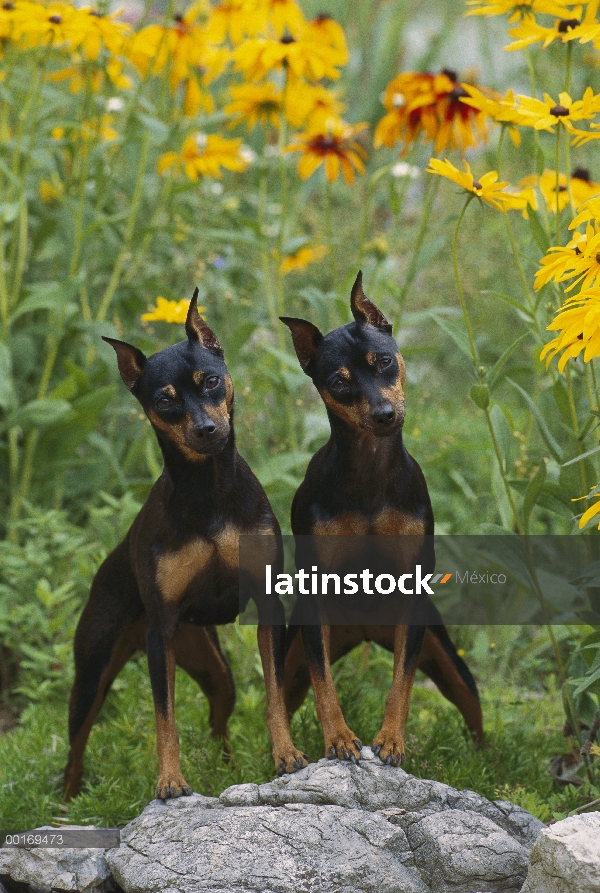 Pinscher miniatura (Canis familiaris) par con mirada curiosa