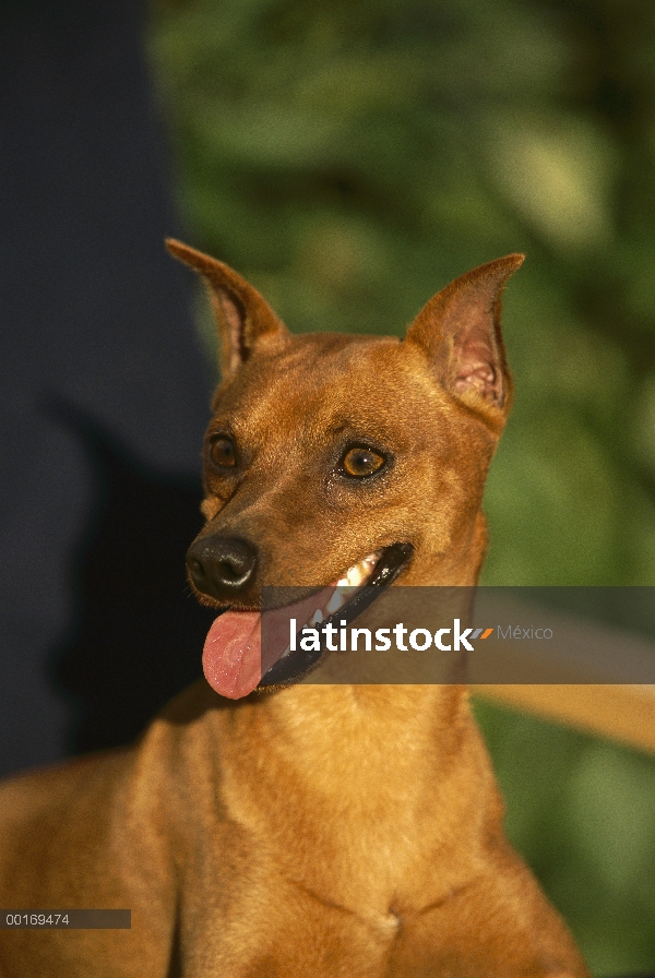 Pinscher miniatura (Canis familiaris) con la boca abierta