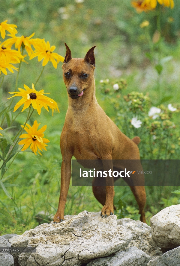 Pinscher miniatura (Canis familiaris) de pie sobre las rocas con lengua de fuera de boca