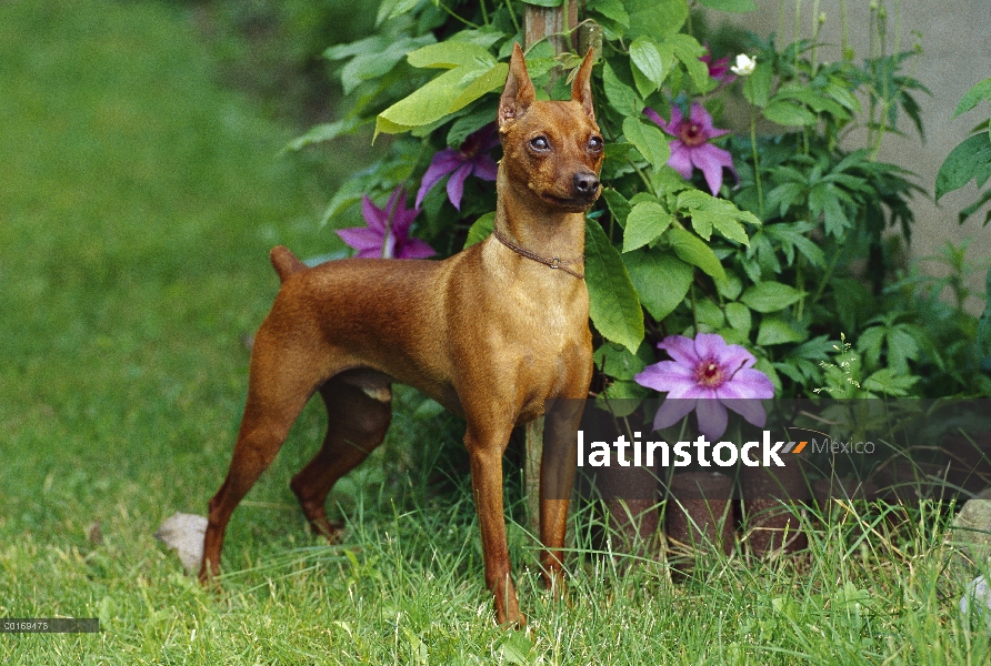 Pinscher miniatura (Canis familiaris) de pie al lado de la flor de la pasión