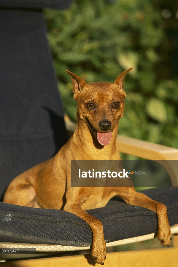 Pinscher miniatura (Canis familiaris) en la silla al aire libre