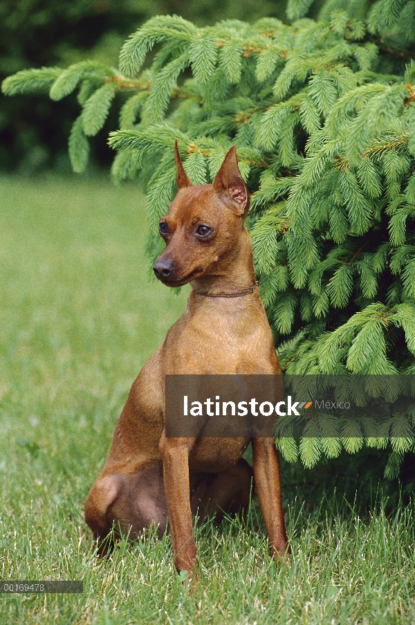 Pinscher miniatura (Canis familiaris) sentado en el césped al lado de la de coníferas