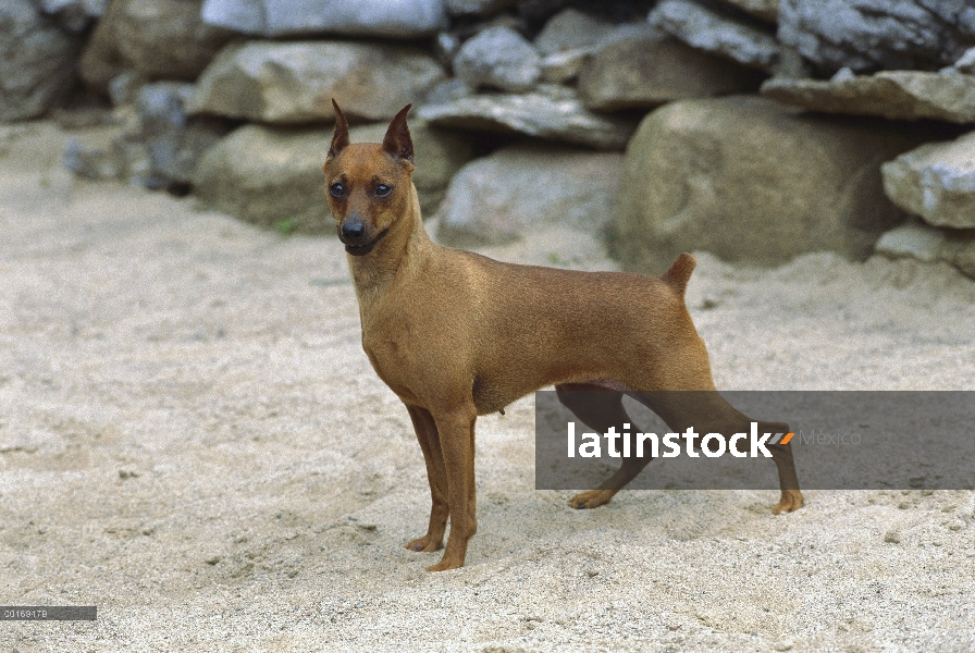 Pinscher miniatura (Canis familiaris) en arena